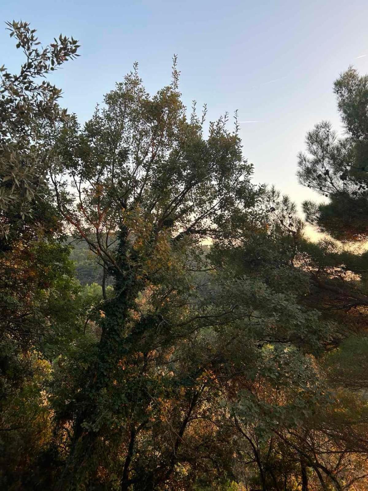 Appartamento Mongoose Herceg Novi Esterno foto