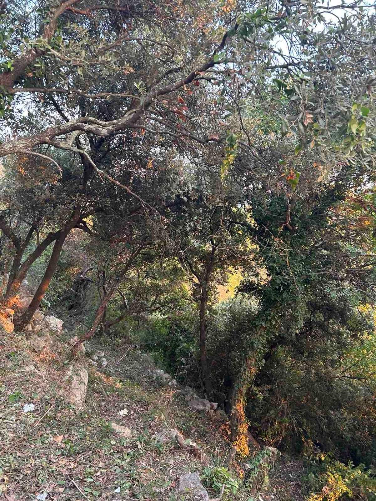 Appartamento Mongoose Herceg Novi Esterno foto